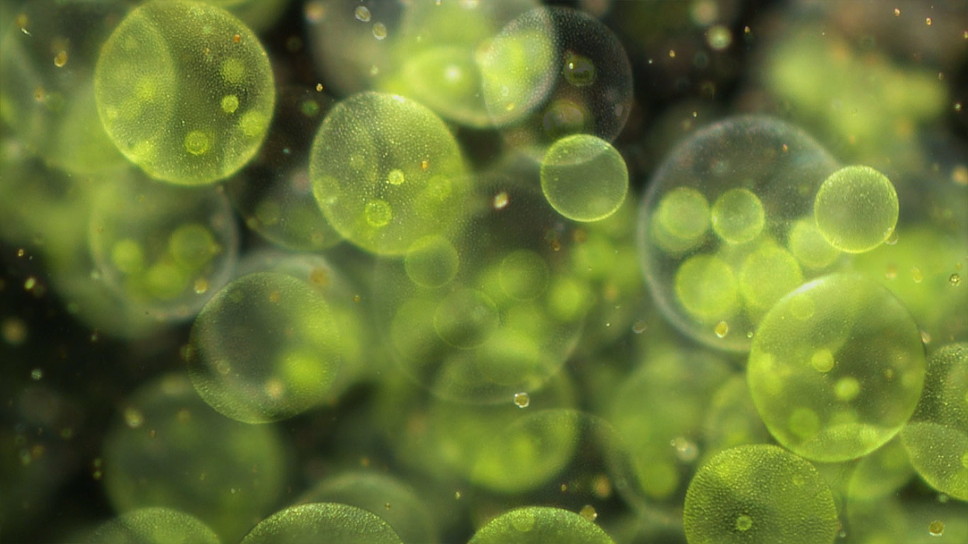 Light microscopy of Volvox colonies (© Corbis Motion)(Bing Canada)