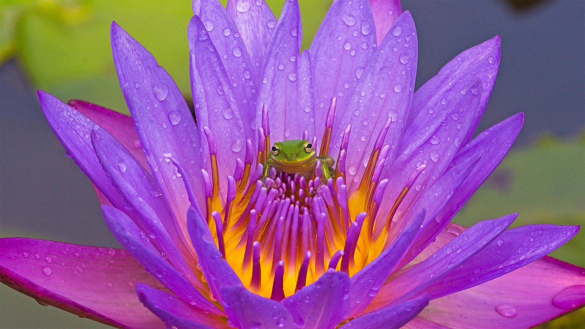 基西米湖中的绿色树蛙和紫色睡莲，佛罗里达州 (© Joanne Williams/Danita Delimont)(Bing China)