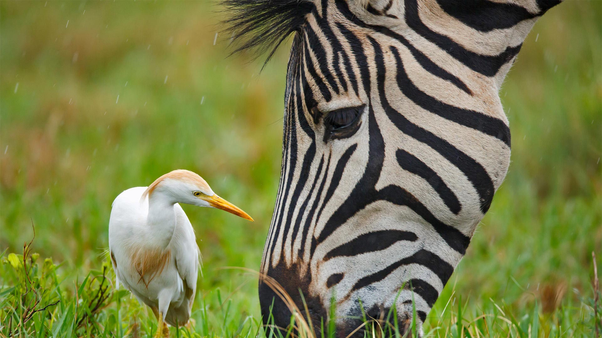 伯切尔氏斑马和一只牛白鹭，南非利特弗雷自然保护区 (© Richard Du Toit/Minden Pictures)(Bing China)