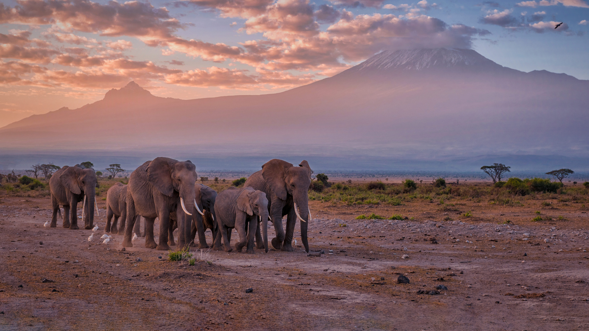 乞力马扎罗山附近的大象，安波塞利国家公园，肯尼亚 (© Diana Robinson Photography/Getty Images)(Bing China)