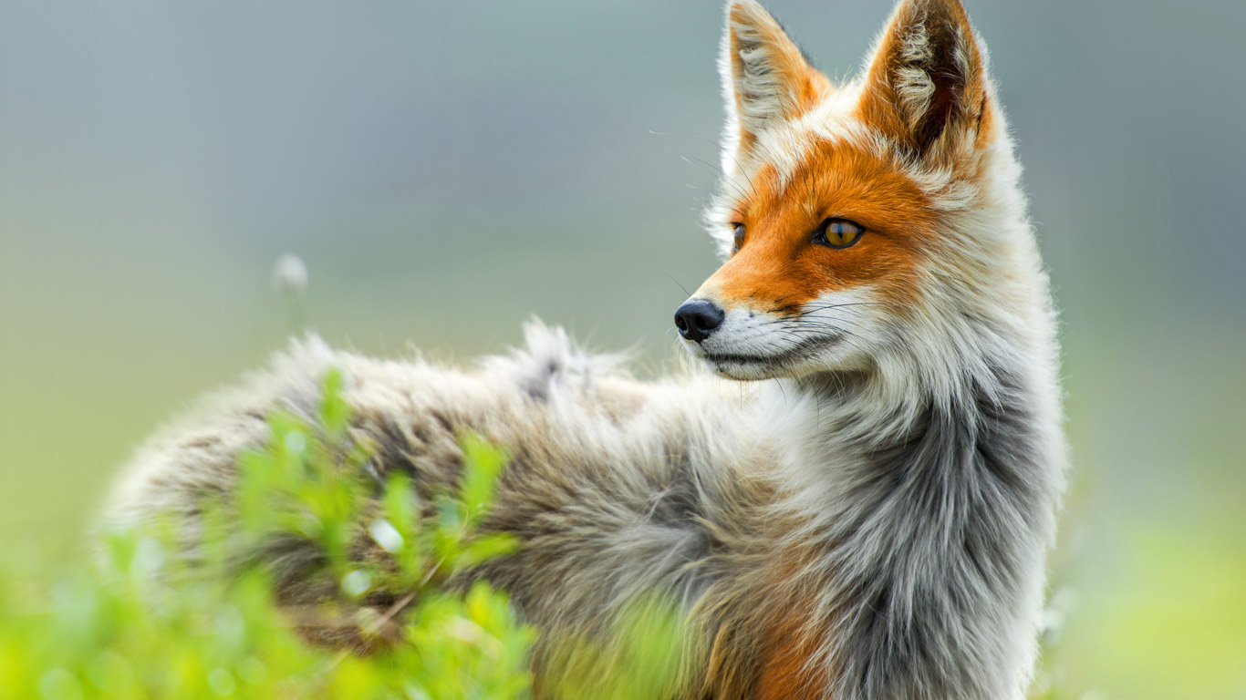 Red fox, Chukotka region, Russia (© Ivan Kislov/In cooperation with 500px)(Bing Canada)