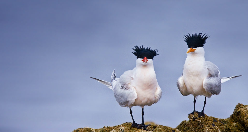 墨西哥海边的优雅燕鸥 -- Michael S. Nolan/age fotostock &copy; (Bing China)