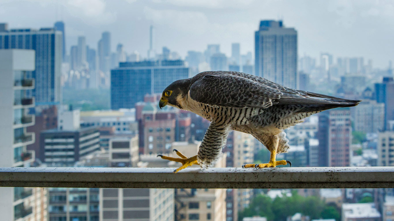 ｢コンクリートジャングルのハヤブサ｣米国イリノイ州 (© Luke Massey/Minden Pictures)(Bing Japan)