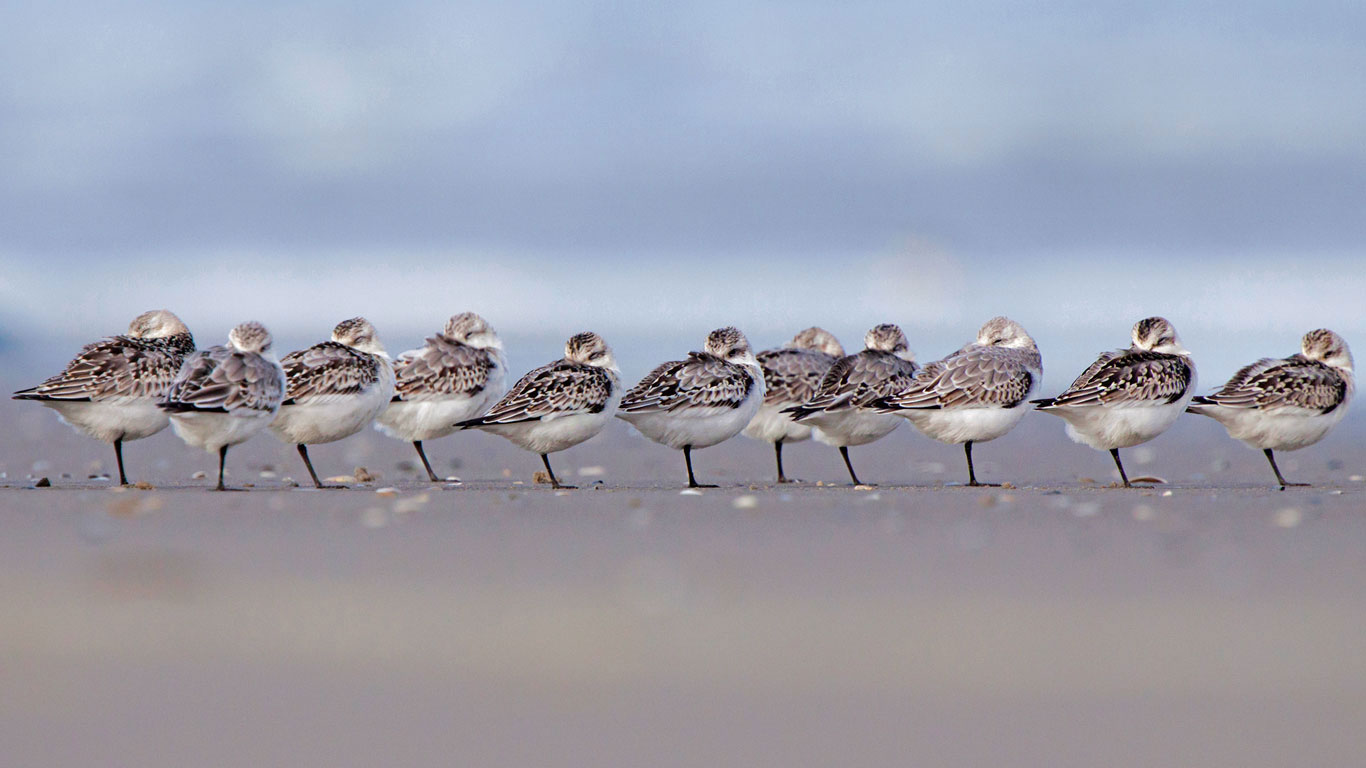 泰尔斯海灵岛上熟睡中的三趾鹬，荷兰 (© Inge van der Wulp/Minden Pictures)(Bing China)