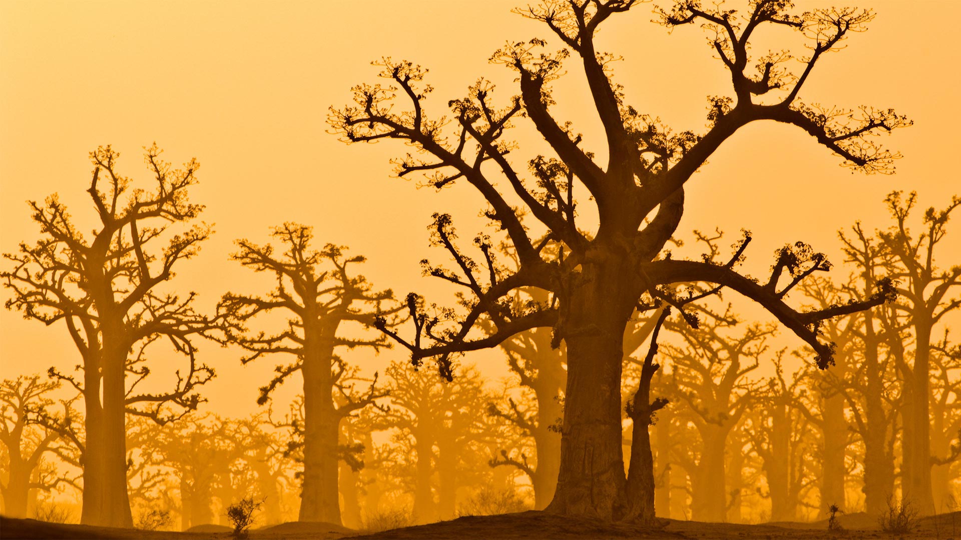 A baobab grove near Bandia Wildlife Reserve in Senegal (© Frans Lanting/plainpicture)(Bing Canada)