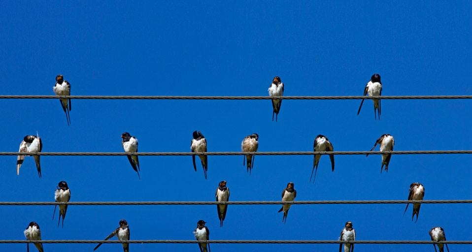 Barn swallows on wires, Overberg, Western Cape, South Africa (© Robert Harding/plainpicture) &copy; (Bing United States)
