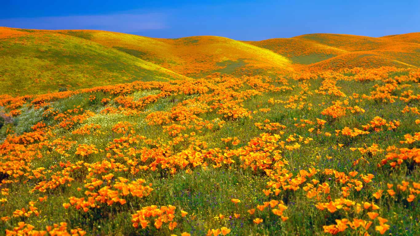 Antelope Valley Poppy Reserve near Lancaster, California (© Ron Thomas/Getty Images)(Bing Canada)