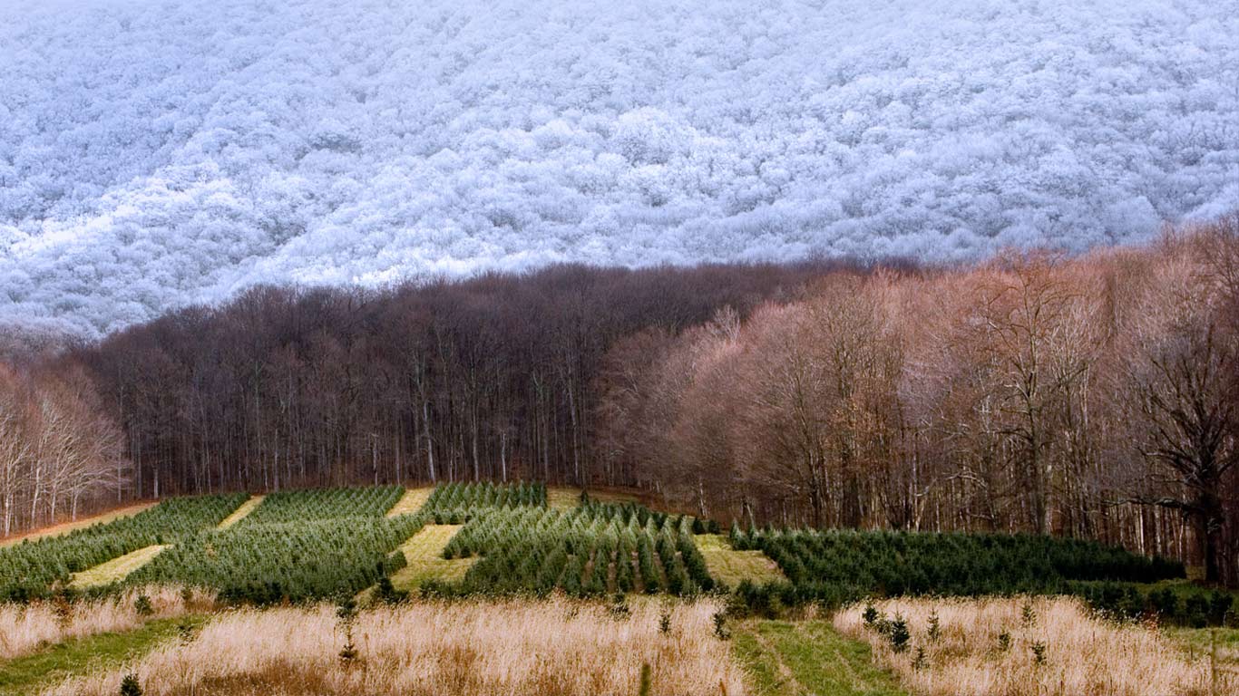 美国，北卡罗来纳州，宰恩斯维尔的圣诞树农场 (© Coke Whitworth/Aurora Photos)(Bing China)
