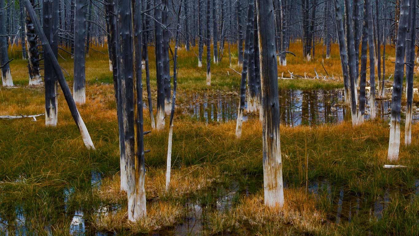 黄石国家公园内一场森林火灾后的景象，美国怀俄明州 (© Stephanie Coffman/Tandem Motion + Stills)(Bing China)