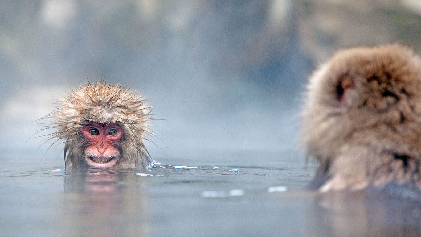 Japanese macaques in hot springs, Jigokudani Monkey Park, Japan (© Per-Gunnar Ostby/Getty Images)(Bing Canada)