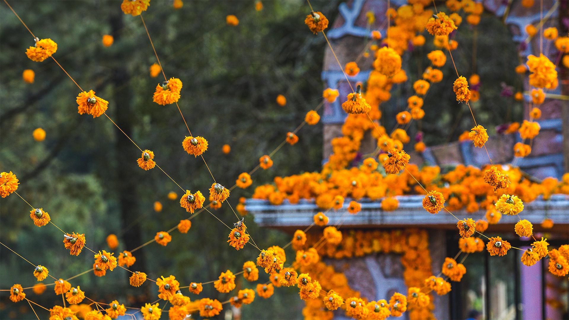 Marigolds decorate a cemetery in Patzcuaro, Michoacan, Mexico, for a Day of the Dead ceremony (© Daniel Elizalde S/Shutterstock)(Bing Canada)
