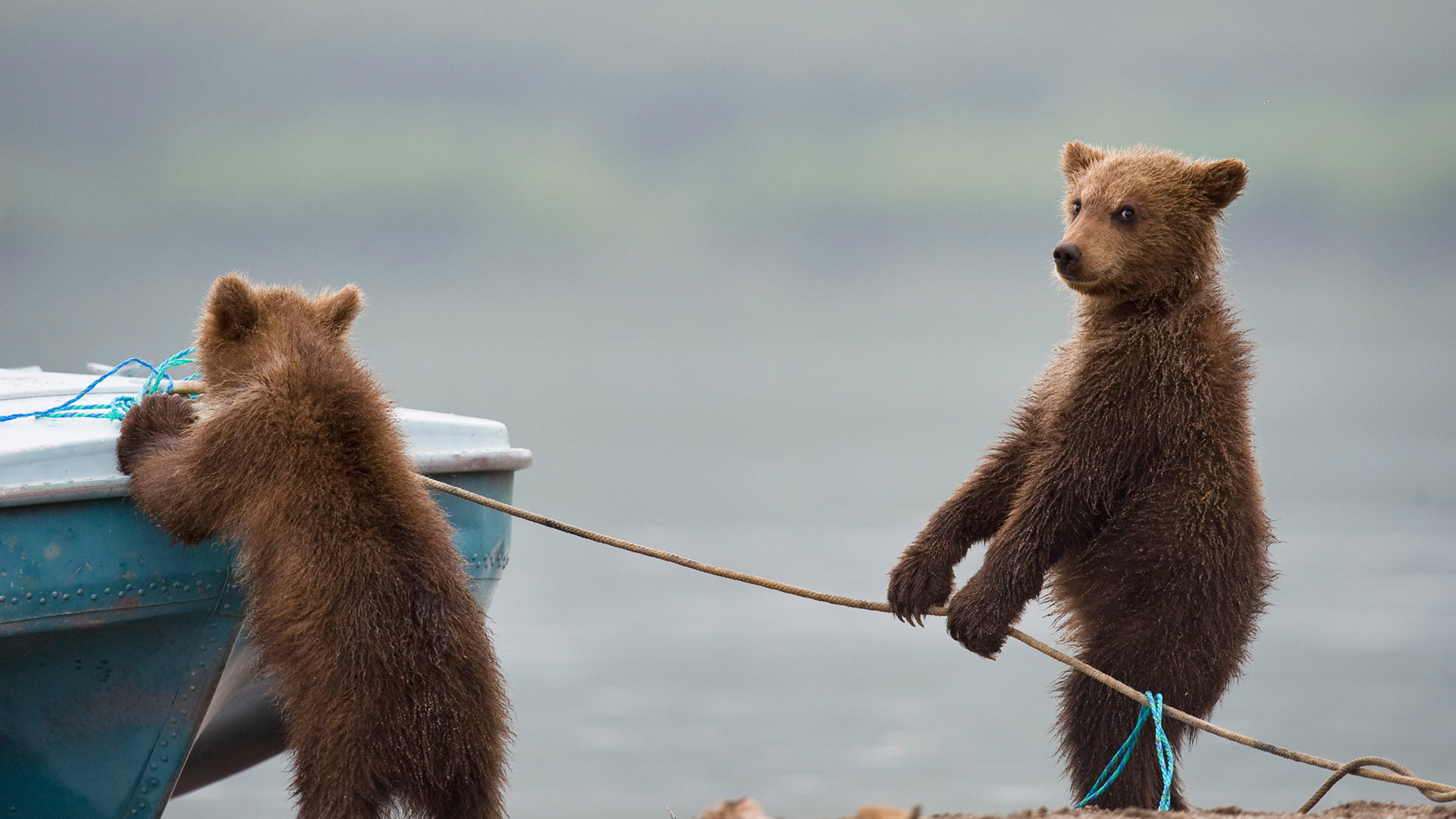 湖边玩耍的小熊 (© Sergey Ivanov/Getty)(Bing China)