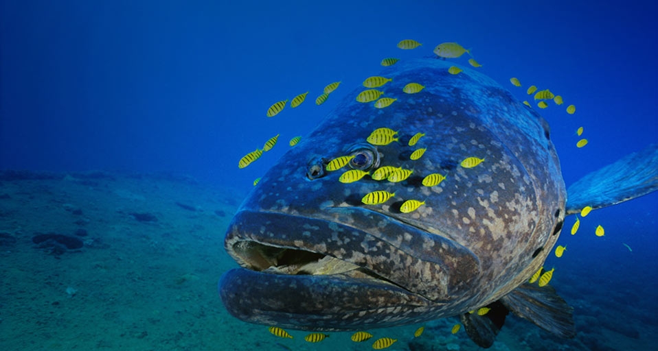 Grouper with school of small fish near Vanuatu in the South Pacific Ocean -- Andy Belcher/Photolibrary &copy; (Bing Canada)