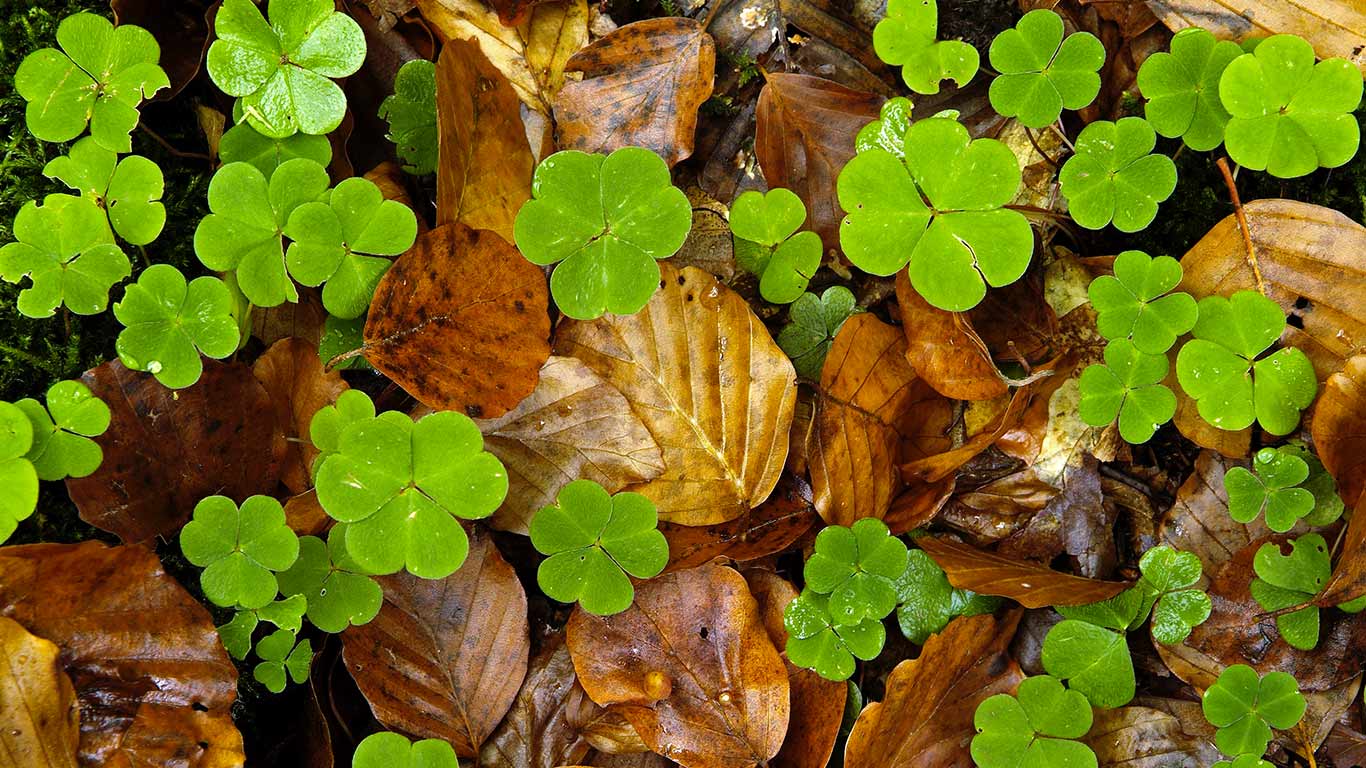 Feuilles d’oxalis dans une forêt en Haute-Loire, France (© Philippe Bousseaud/Minden Pictures)(Bing France)