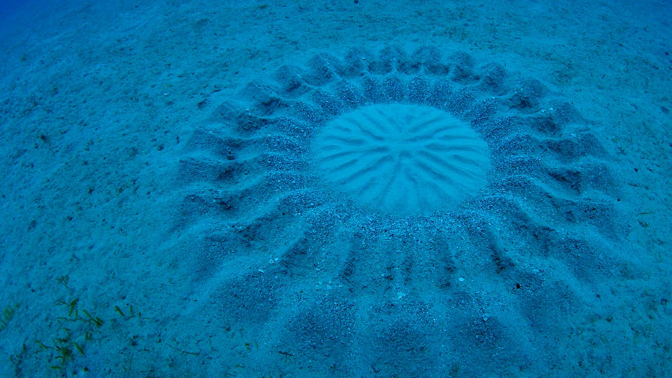Sand patterns made by pufferfish near Amami Oshima, Kagoshima, Japan (© Yoji Okata/Minden Pictures)(Bing Canada)
