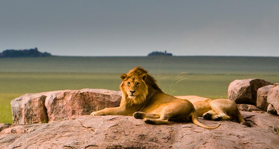 Lions in Serengeti National Park, Tanzania -- Tony Ernst &copy; (Bing Canada)