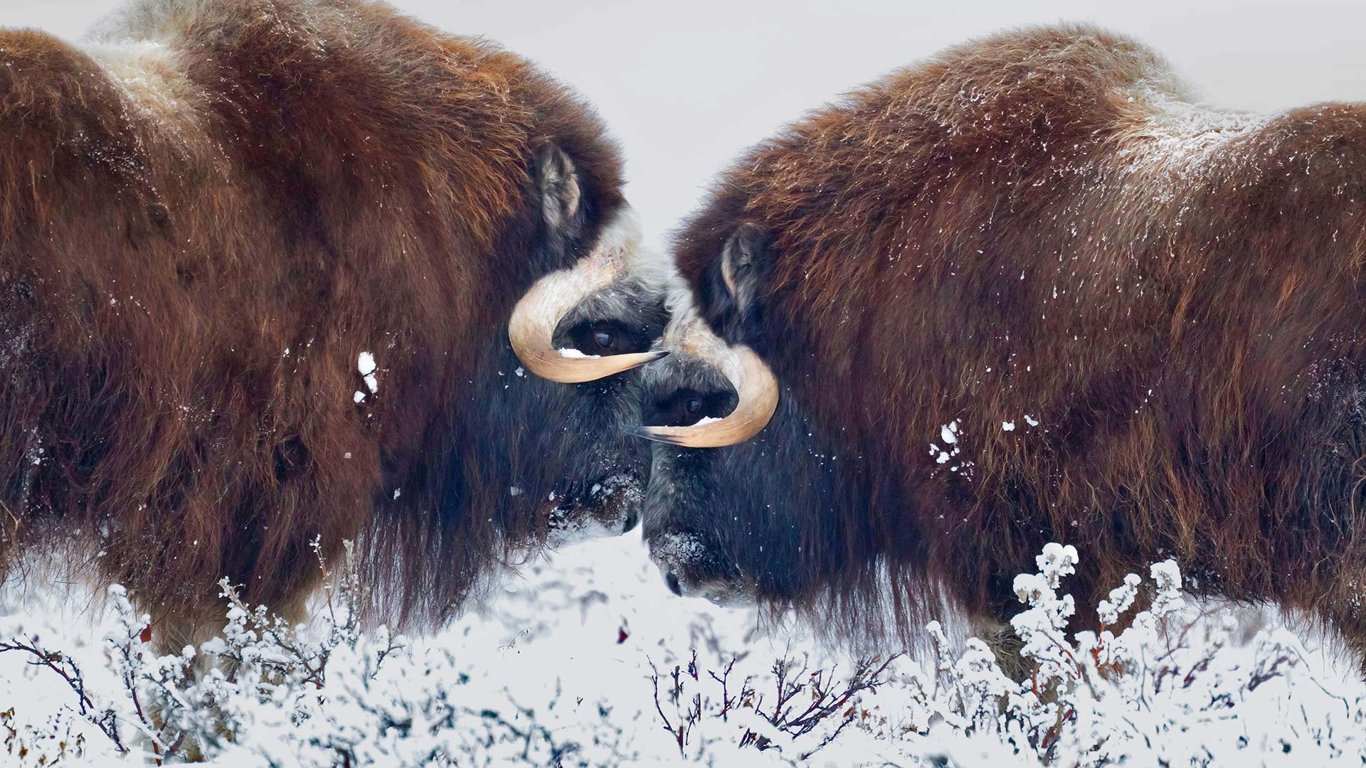 阿拉斯加普拉德霍湾附近的雄性麝牛 (© Oliver Smart/Alamy)(Bing China)