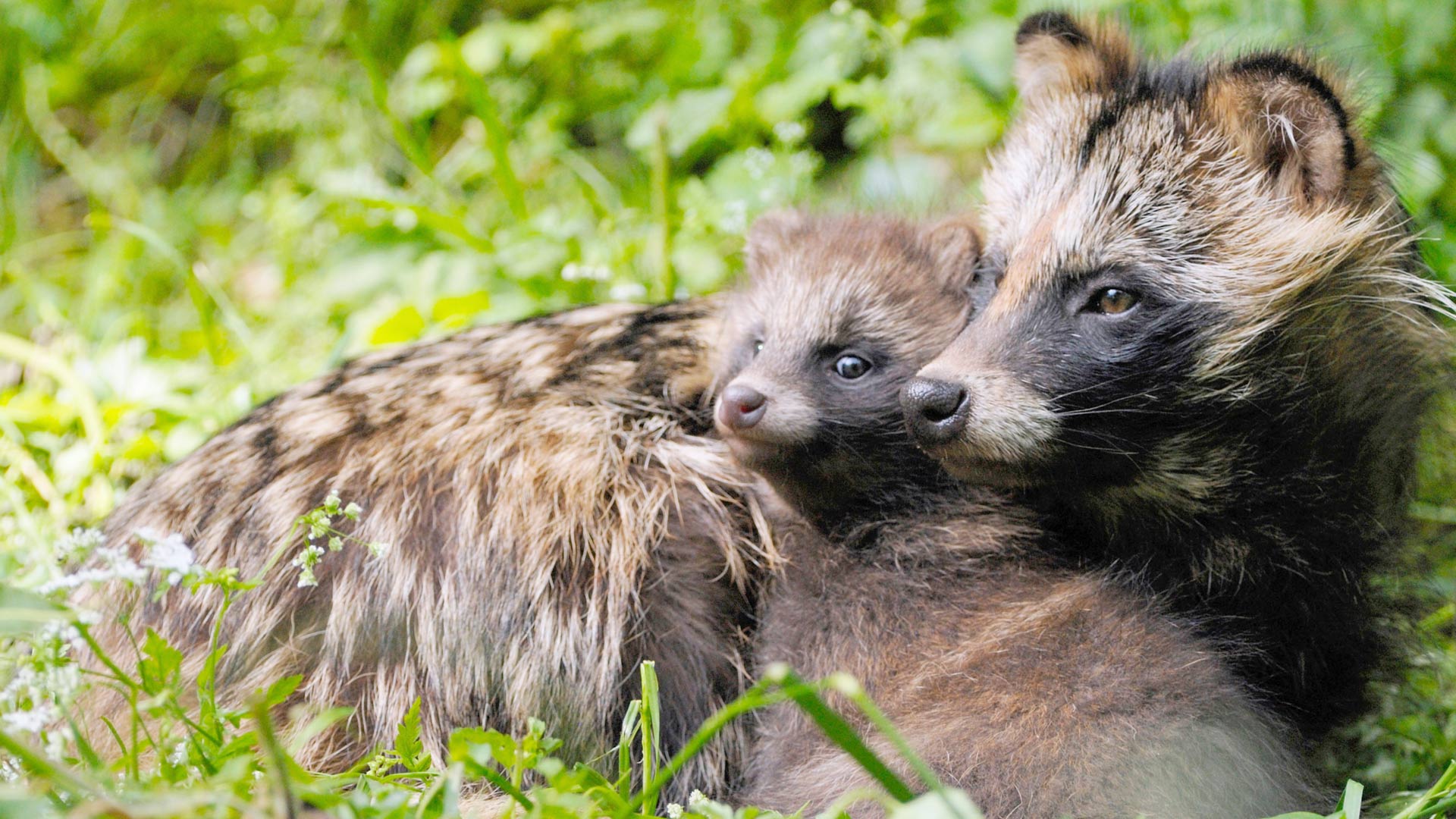 ｢タヌキの親子｣ドイツ (©  blickwinkel/Alamy Stock Photo)(Bing Japan)