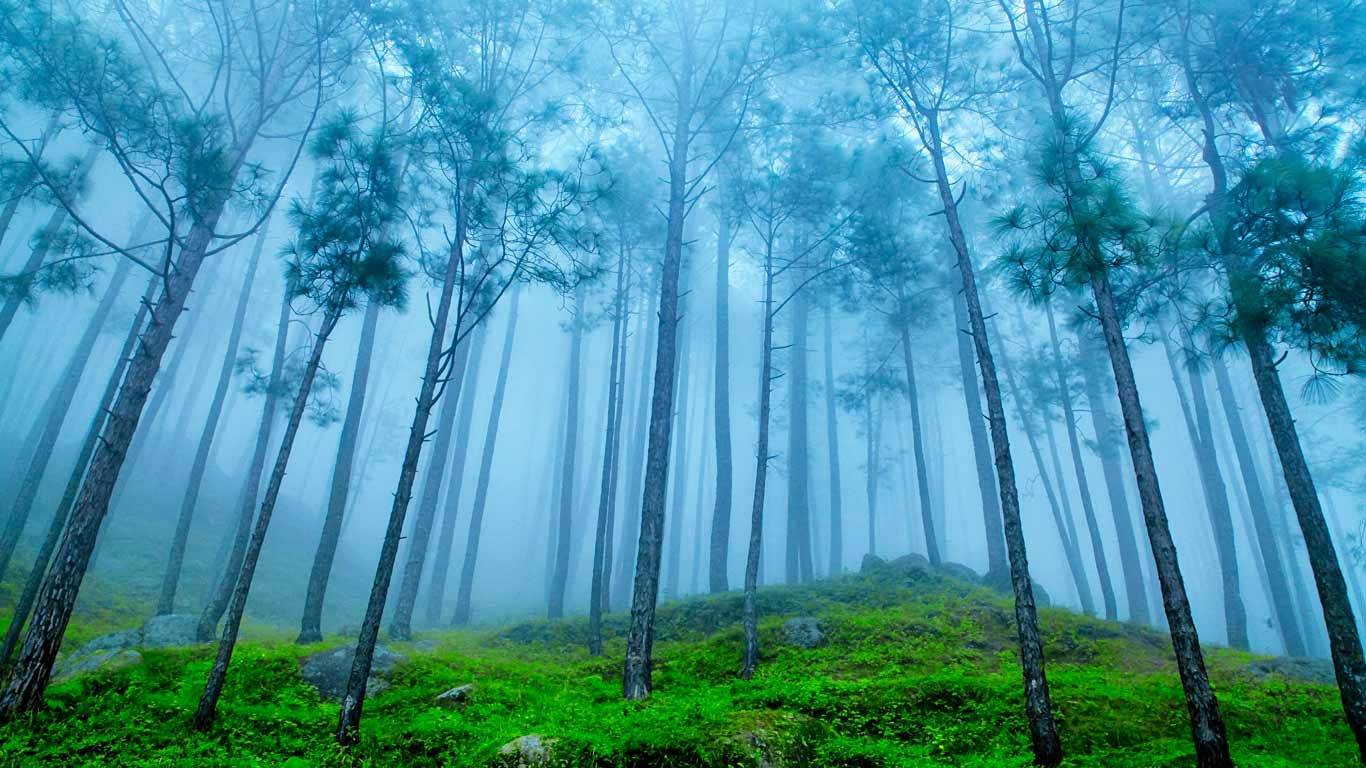 Pine forest in the Himalaya Range, Almora, Ranikhet, India (© ImagesofIndia/Shutterstock)(Bing New Zealand)