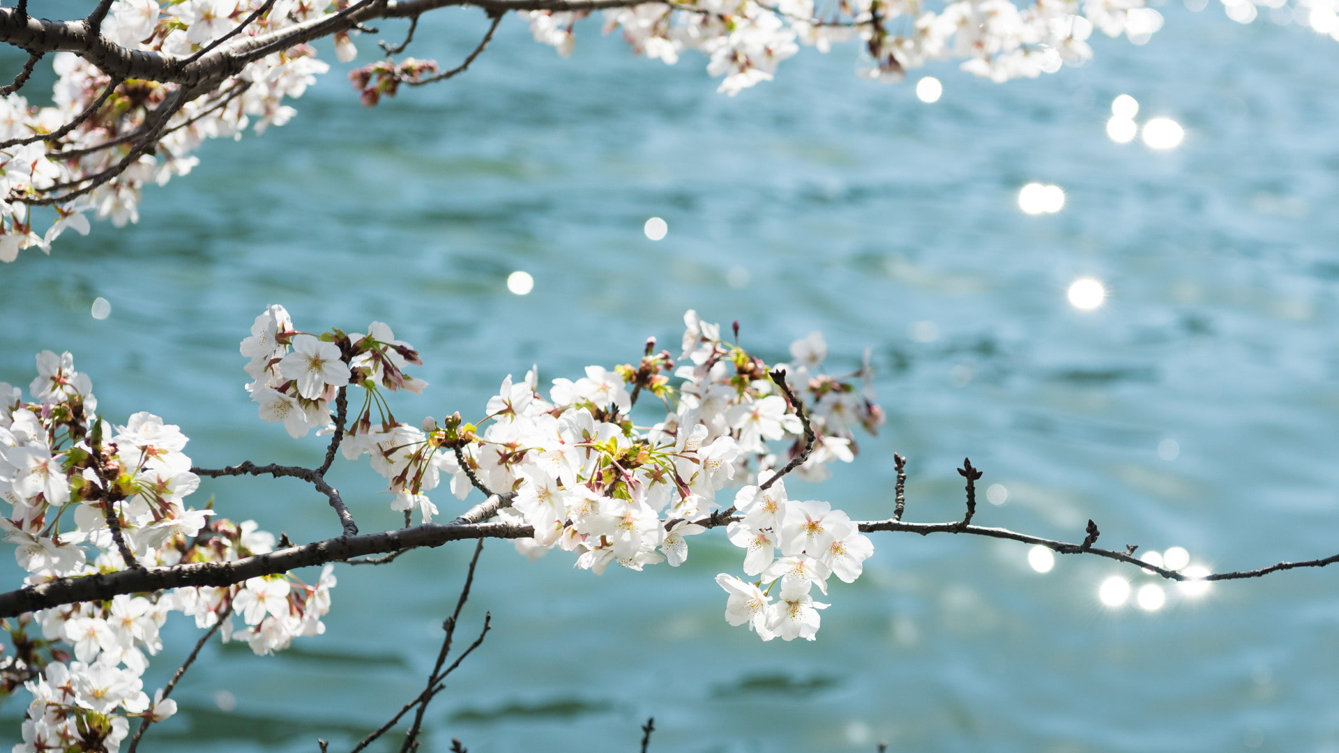 ｢川辺の桜｣ 大阪府  (© Bongsub Kim/offset by shutterstock)(Bing Japan)