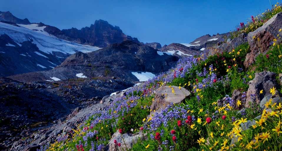 华盛顿州雷尼尔山国家公园 (© Stephen Matera) &copy; (Bing China)