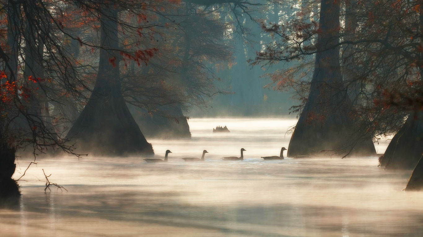 美国阿肯色普拉斯基县，山湖中的加拿大雁 (© Barry Hamilton/Corbis)(Bing China)