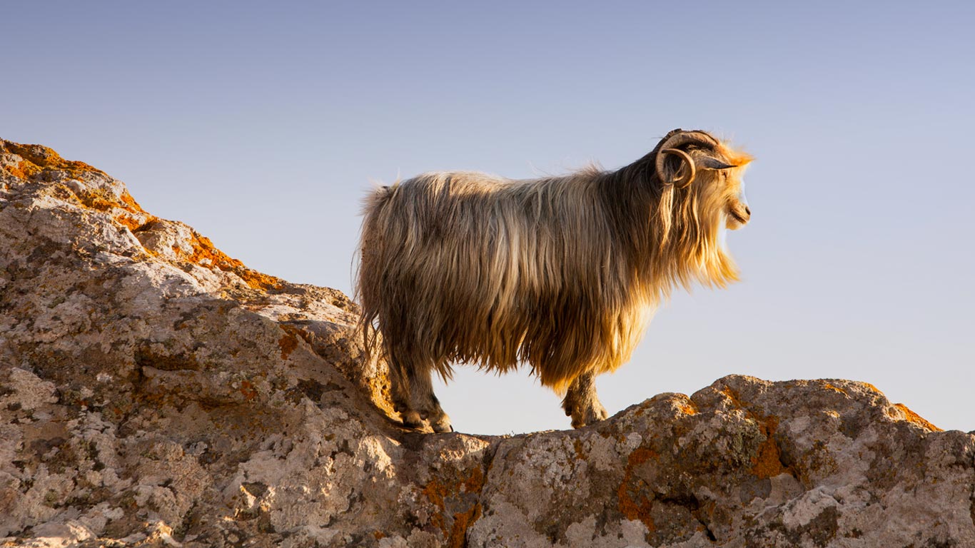 A goat on the castle rocks in Myrina, on the isle of Lemnos, Greece (© Ashley Cooper/Corbis)(Bing Canada)