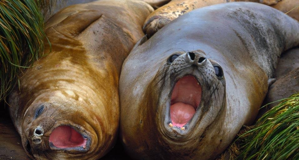 Southern Elephant Seal (Mirounga leonina) pair calling, Macquarie Island, Australia (© Minden Pictures/Superstock) &copy; (Bing Australia)