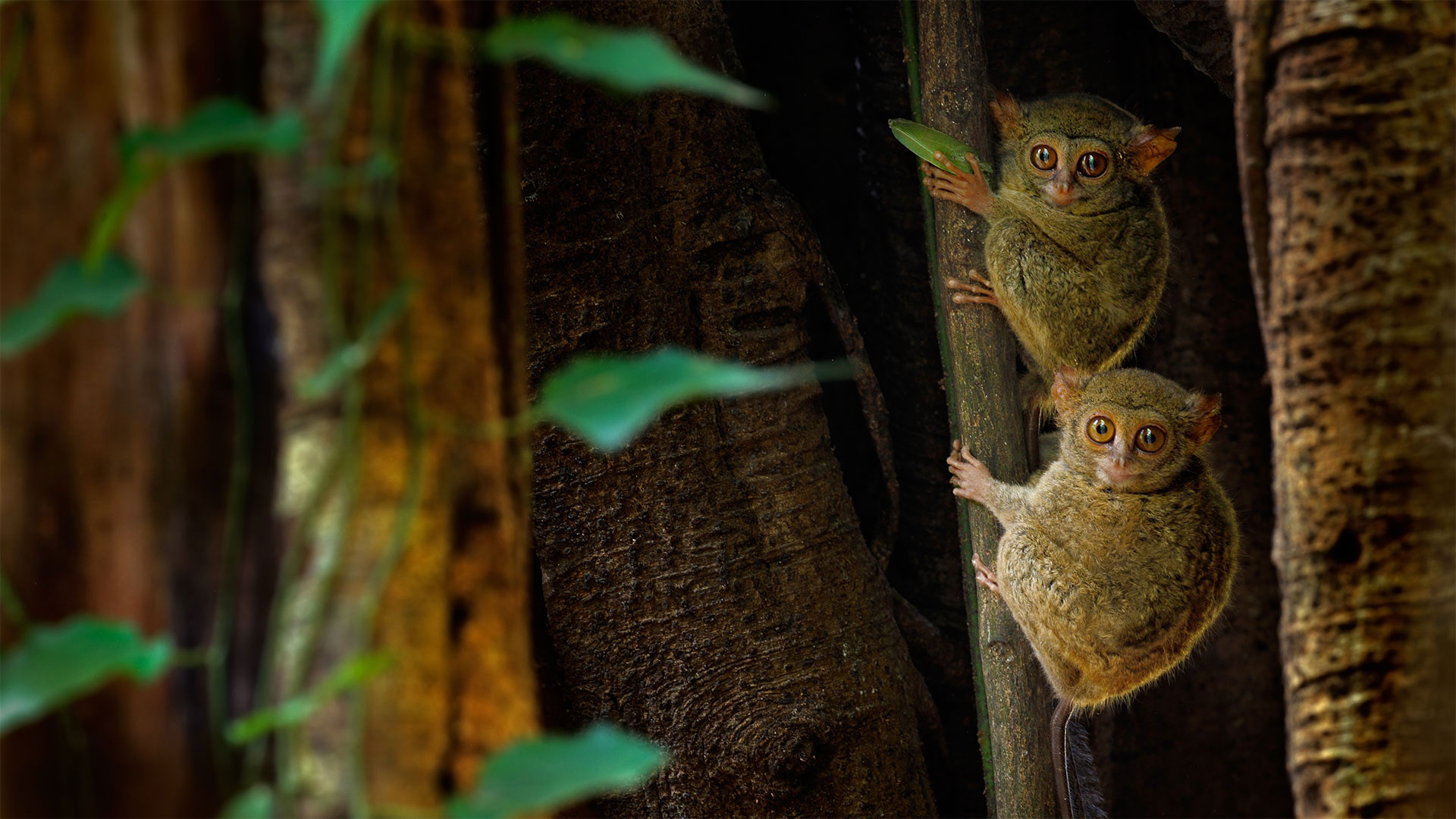 榕树上的幽灵眼镜猴，印度尼西亚Tangkoko Batuangus自然保护区 (© Ondrej Prosicky/Shutterstock)(Bing China)