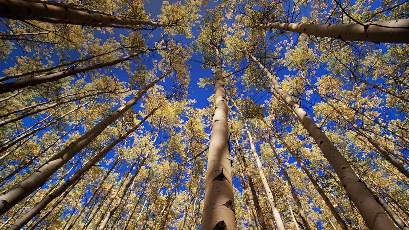 Aspen trees (Populus sp.) in autumn, low angle view.  Yukon, Canada (© Eastcott Momatiuk/Riser/Getty Images)(Bing Canada)