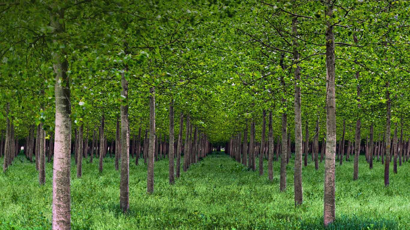 意大利，白杨树 (© Eddy Galeotti/Alamy)(Bing China)