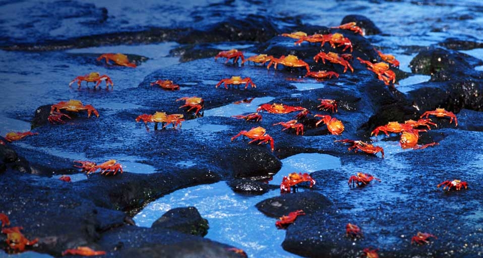 厄瓜多尔加拉帕戈斯群岛上的红蟹 -- Gary Cralle/Getty Images &copy; (Bing China)