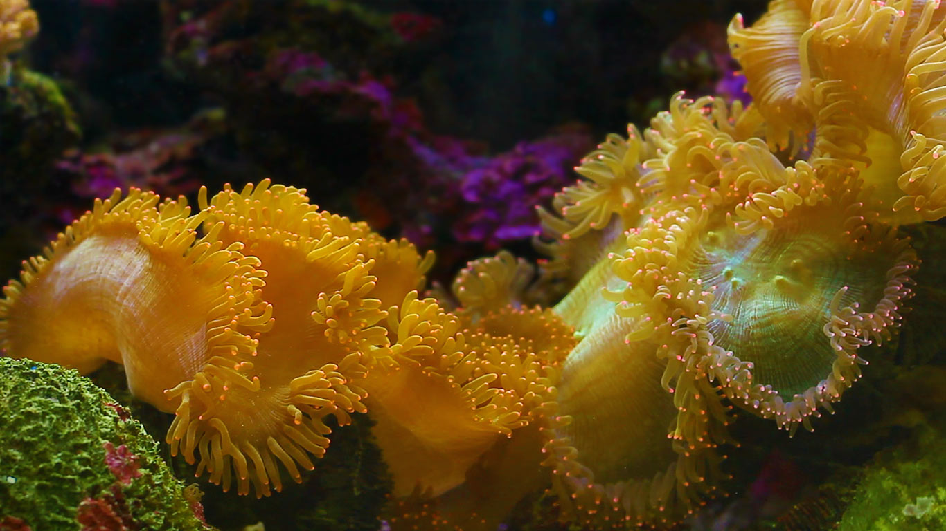 泰国，临近海岸的海葵 (© ThanakonHD/Creatas/Getty Images)(Bing China)