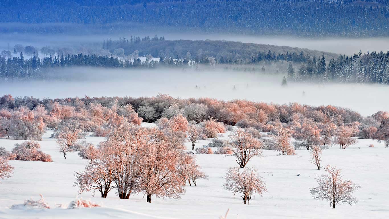 艾弗尔国家公园，北莱茵-威斯特法伦州，德国 (© Danny Laps/Minden Pictures)(Bing China)
