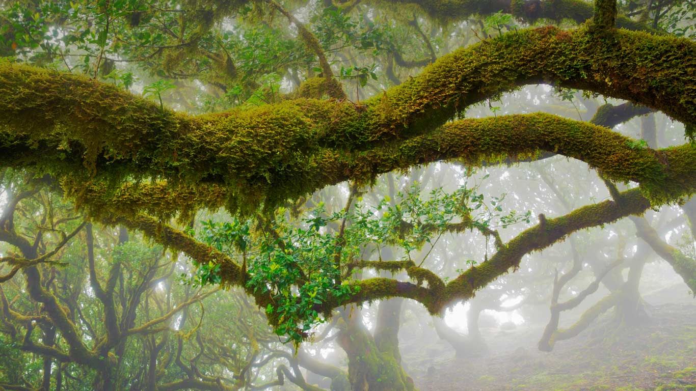葡萄牙，马德拉月桂树公园的月桂树 (© Frank Krahmer/Getty Images)(Bing China)