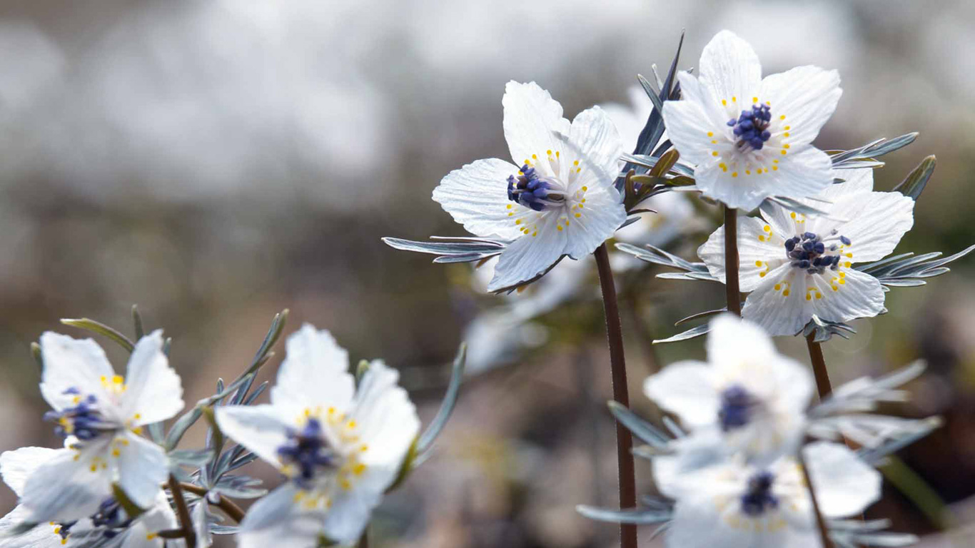 ｢節分草｣ (© Tetsuo Wada/Aflo Co., Ltd./Alamy Stock Photo)(Bing Japan)