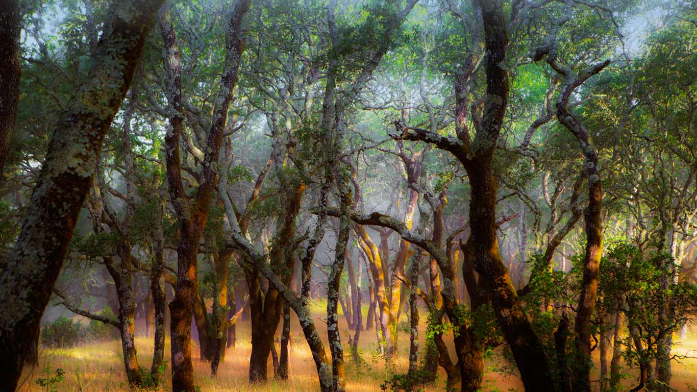 Foothill Regional Park near Windsor, California (© Ron Koeberer/Tandem Stills + Motion)(Bing United States)