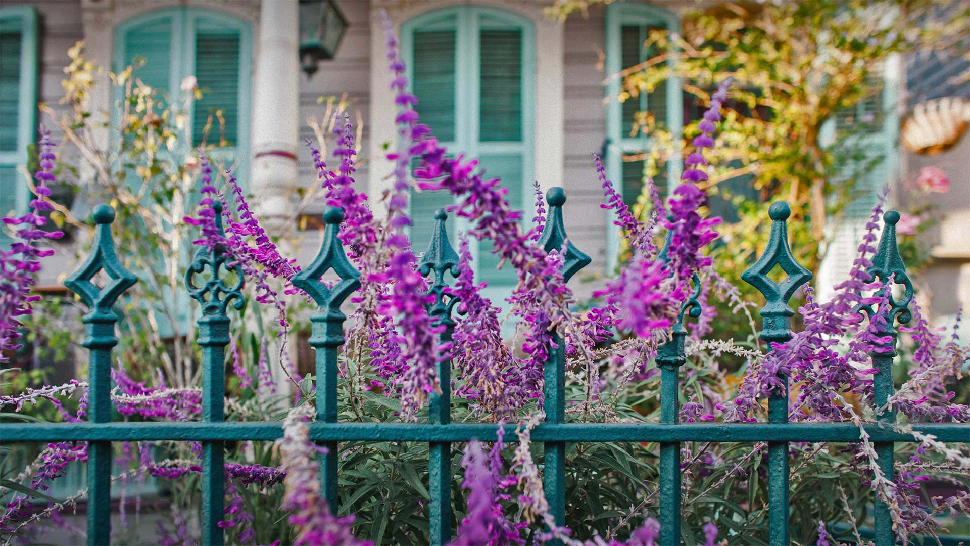 屋前的鲜花和铁艺围栏，路易斯安那州新奥尔良 (© Lauren Mitchell/Offset by Shutterstock)(Bing China)