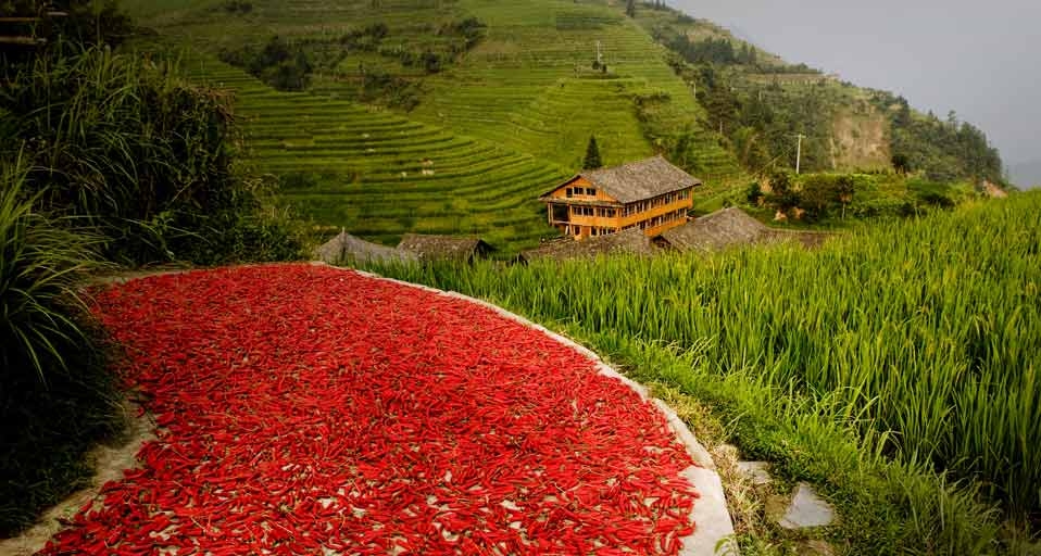 广西龙脊梯田上晒辣椒 -- age fotostock/Superstock &copy; (Bing China)