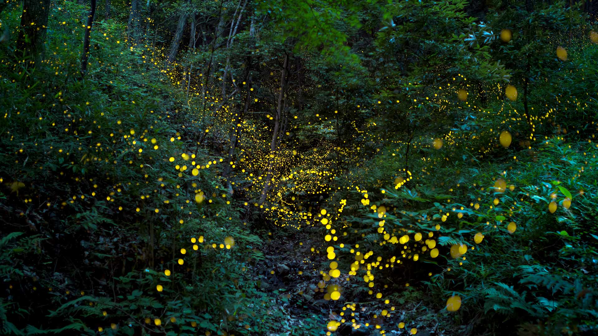 ｢森の中のホタル｣岡山県 (© tdub303/Gettyimages)(Bing Japan)