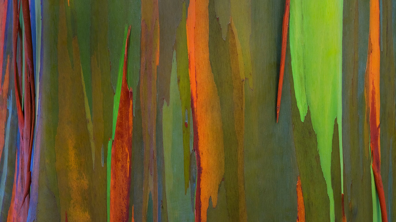Rinde eines Regenbogen-Eukalyptus, Maui, Hawaii (© Daryl Pederson/plainpicture)(Bing Deutschland)