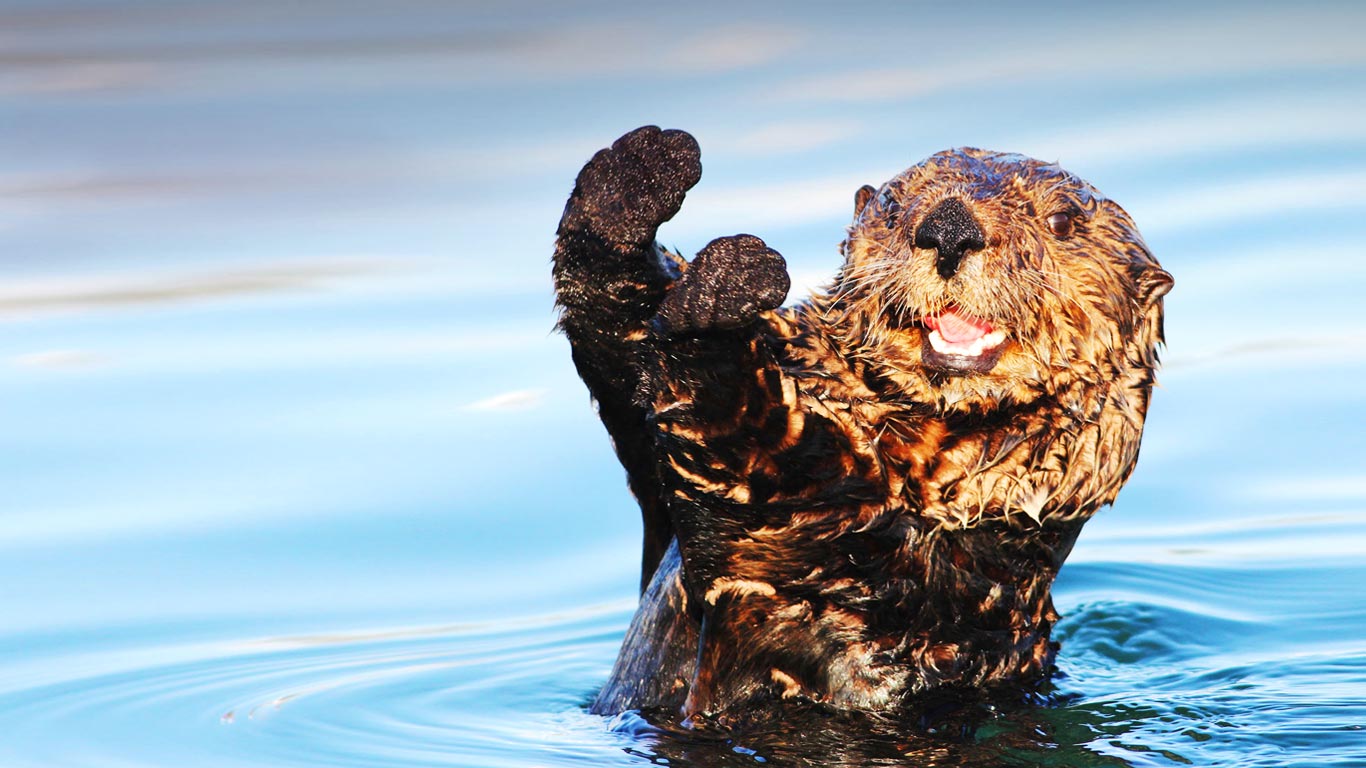 海獭 (© Cameron Rutt/Flickr/Getty Images)(Bing China)