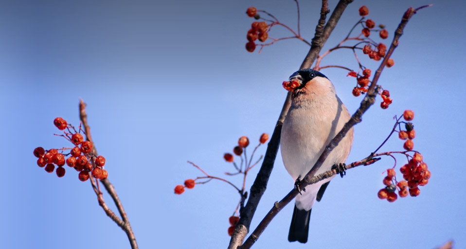 ｢ナナカマドと鷽（ウソ）｣北海道, 旭川-- JTB Photo &copy; (Bing Japan)