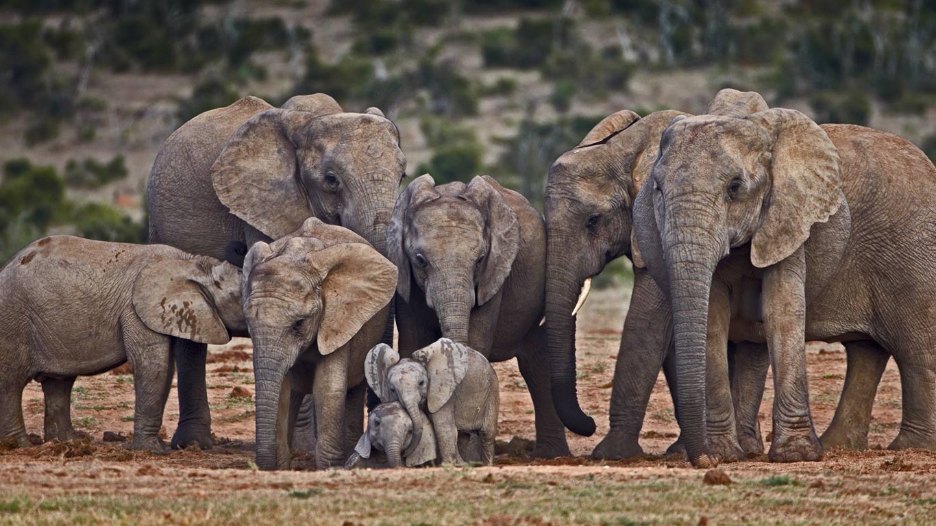 非洲大象 (© James Hager/Offset)(Bing China)