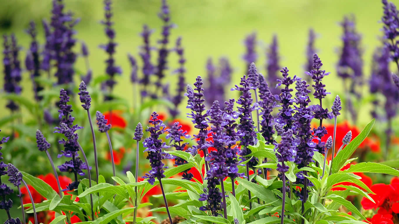 Lavender and papaver at Royal Botanic Garden, Sydney, Australia (© Daniele Catellani/Getty Images)(Bing Australia)