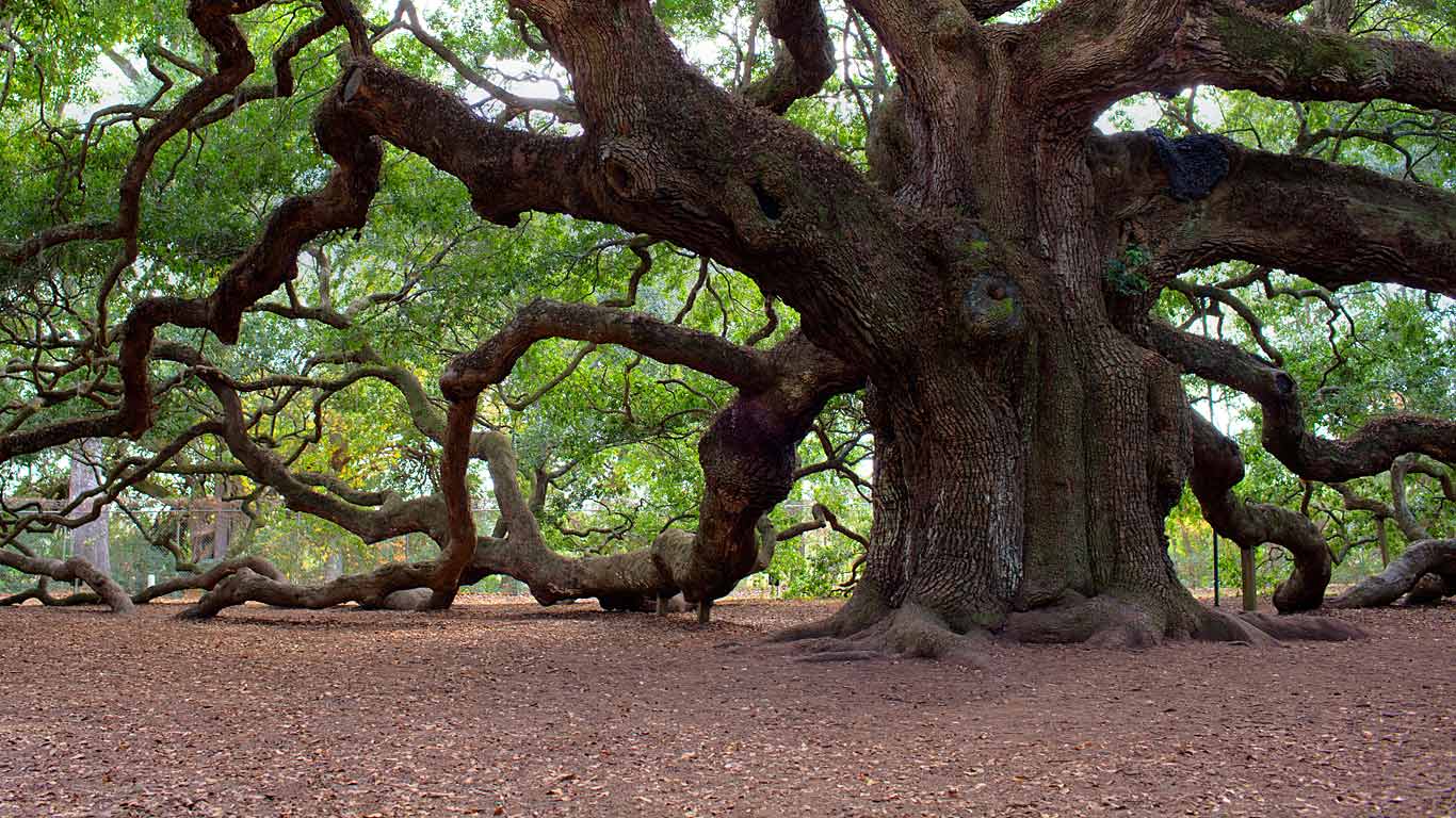Angel Oak Tree, Johns Island, South Carolina (© Haraldur Stefansson/Alamy)(Bing Canada)