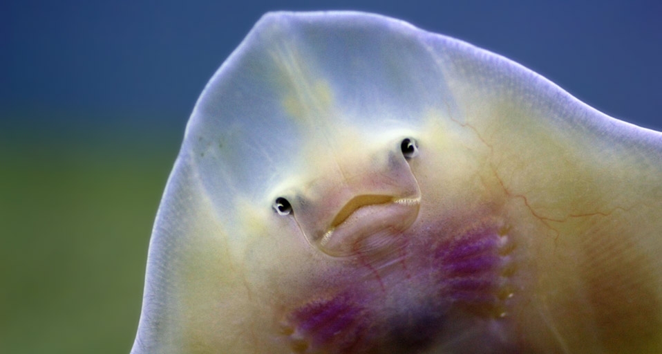 鳐鱼 -- Shari L. Morris/agefotostock &copy; (Bing China)