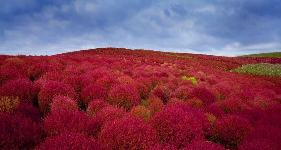 日本常陆那珂市日立海滨公园内的地肤 (© Clover/Superstock)(Bing China)