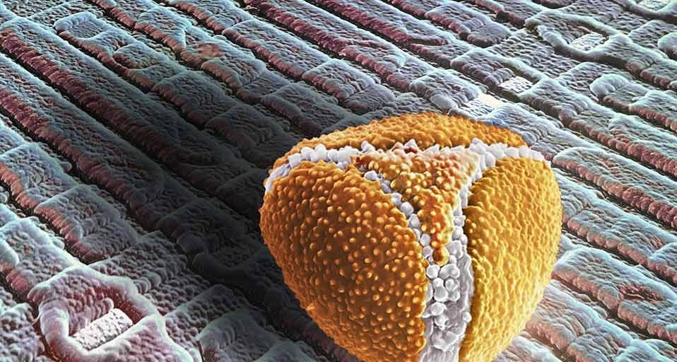 Aponogeton-Pollen auf dem Chip einer Digitalkamera. SEM, REM (Rasterelektronenmikroskop) (©Martin Oeggerli/Visuals Unlimited, Inc.) &copy; (Bing Germany)