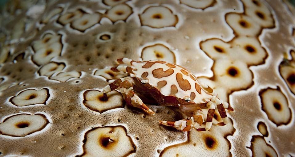 海参背上的圆球光背蟹 (© Stephen Frink/Lifesize/Getty Images) &copy; (Bing China)